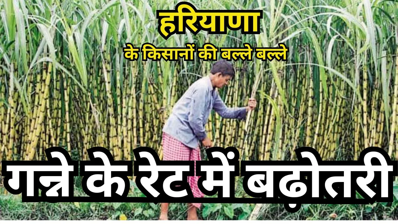 Sugarcane Farmers News